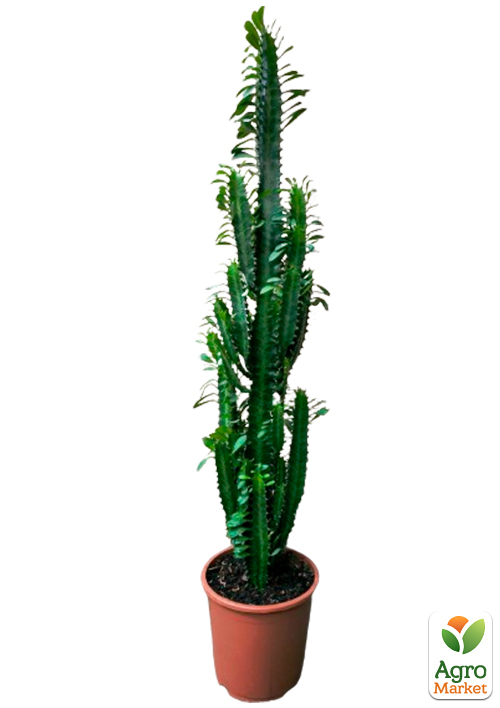 Эуфорбия Тригона "Green" (высота 80-100см) - фото 8