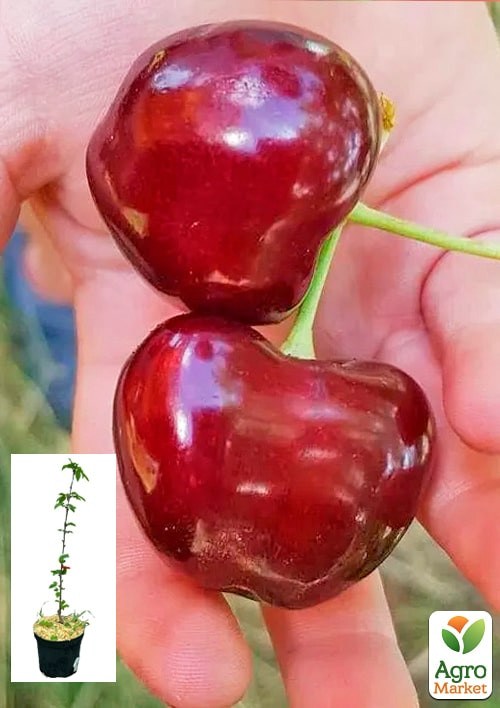 Черешня "Гигантелла" укорененная в контейнере (саженец 2 года)