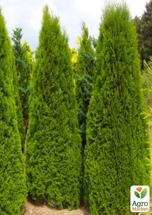 Туя західна "Smaragd Witbont" (контейнер Р9, висота 10-20 см)