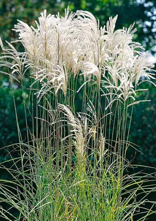 Мискантус "Memory" (вазон Ø17)