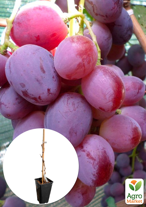 Виноград столовый "Эверест" (укорененный саженец в контейнере)