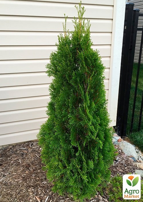 Туя складчаста "Gelderiand" контейнер P9