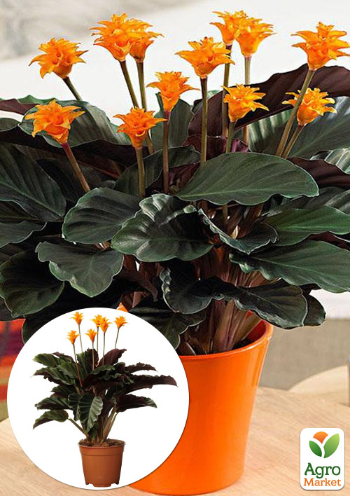 Калатея "Crocata"