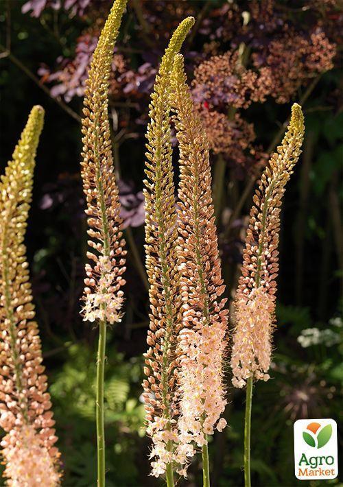 Еремурус "Romance" 1шт в упаковці