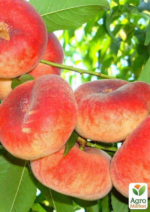 Инжирный персик "Плейн Сильвер" (инжирный, средне-поздний срок созревания) - фото 4