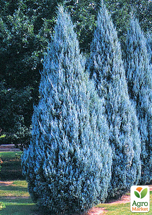 Эксклюзив! Можжевельник ярко-голубой "Океан созвездий" (Ocean constellations) (премиальный, неприхотливый, вечнозеленый сорт)