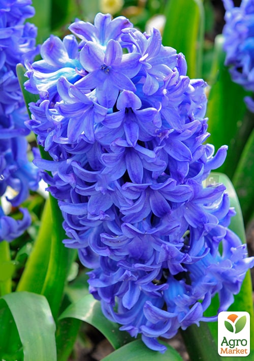 Гіацинт "General Koehler" (Нідерланди) - фото 7