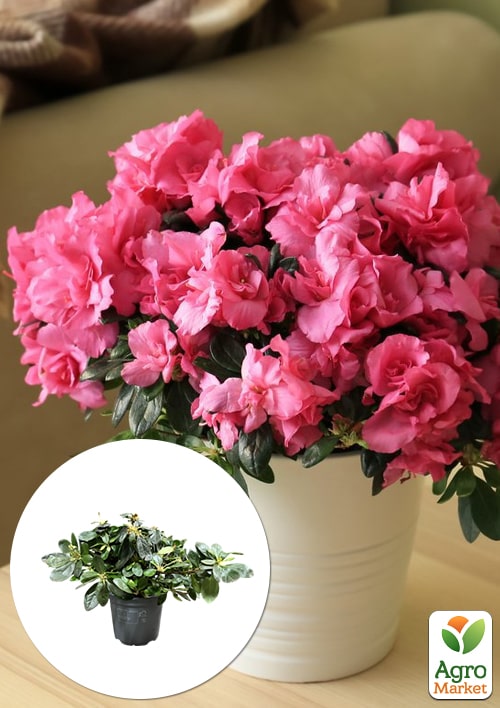 Рододендрон комнатный "Mix" Уценка 