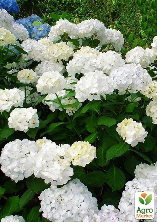 Гортензия крупнолистная "First White" - фото 5
