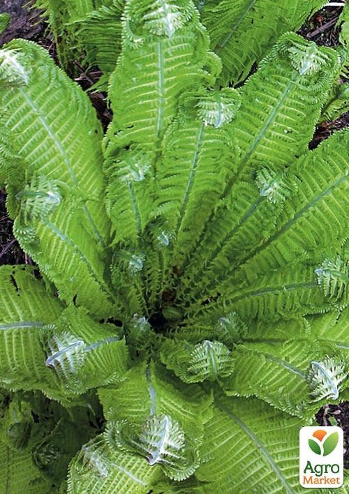 Страусник многолетний папоротник (Корневище) (Matteúccia struthiópteris) 