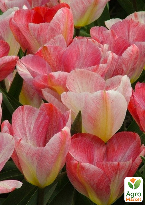 Тюльпан "Flaming Purissima" - фото 4