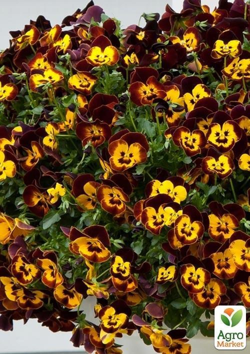 Віола ампельна Cool Wave "Fire"