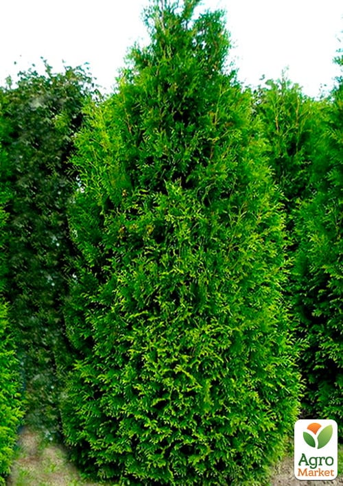 Туя восточная "King of Brabant" (вазон P9, 12-15см)