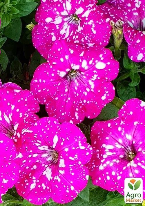 Петуния ампельная "Special Pink Splash" (контейнер №10, высота 10-15см) - фото 3