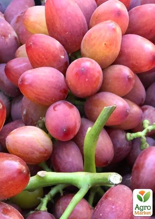 Виноград "Красная Роза" (вегетирующий саженец крупного муската со сладкой, хрустящей ягодой) - фото 2