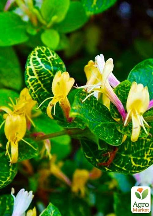 Жимолость "Aureoreticulata Japonica" (Декоративна, плетиста) (контейнер Р9)