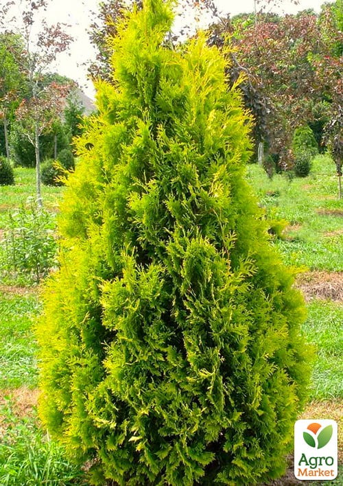 Туя западная "Yellow Ribbon" (ком/сетка) высота 120-140 см - фото 2