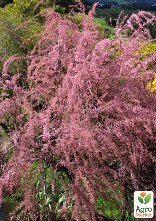 Тамарикс ветвистый 2-х летний "Pink Cascade" С2 - фото 4