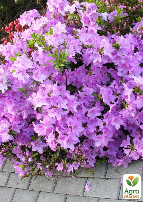 Азалия японская "Ледиканенс" (Azalea japonica "Ledikanense") С2 высота 20-50см - фото 3