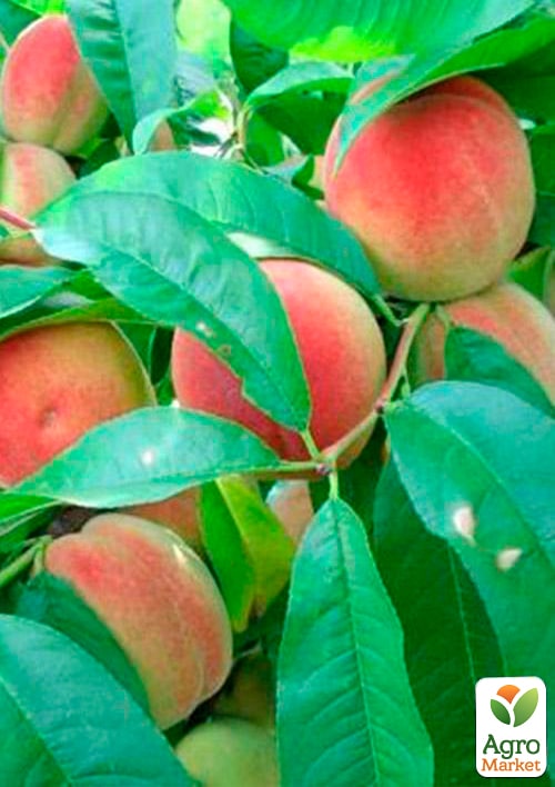 Персик "Эрли ред" (летний сорт, ранний срок созревания) - фото 5