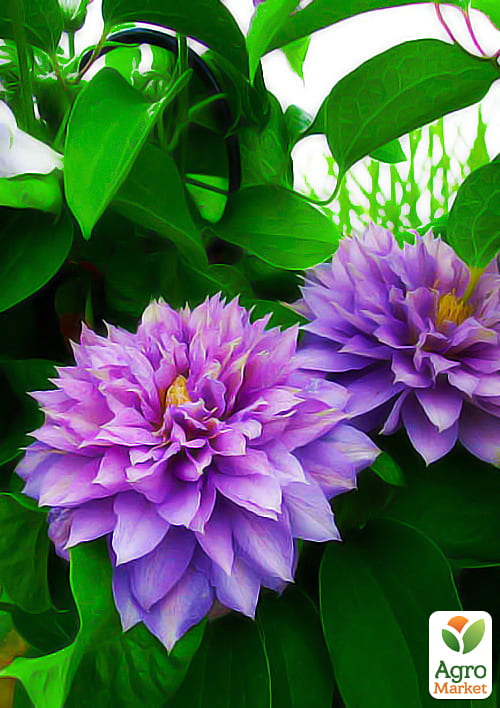 Клематис "Proteus"