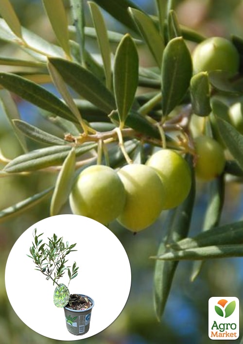 Оливкове Дерево "Сабіна"