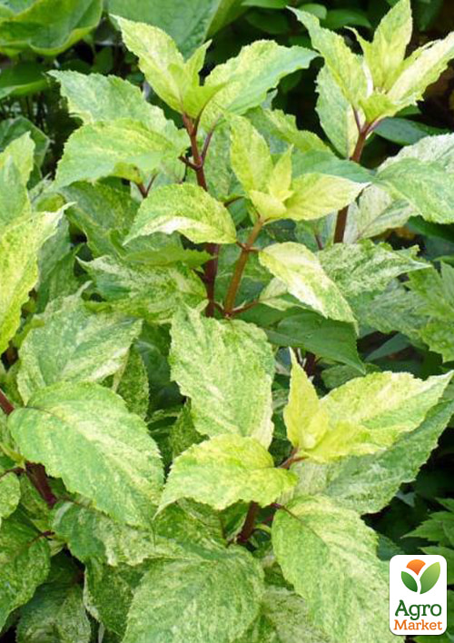 Гортензия 3-х летка метельчатая "Shikoku Flash" - фото 3