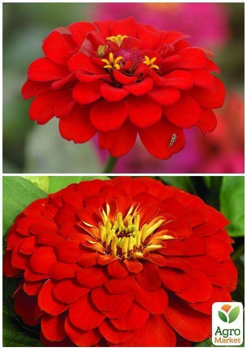 На вагу Цинія "Червона махрова" ТМ "Весна" ціна за 4г - фото 2