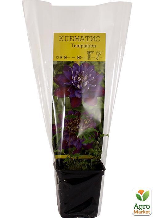 Клематис "Temptation" - фото 5