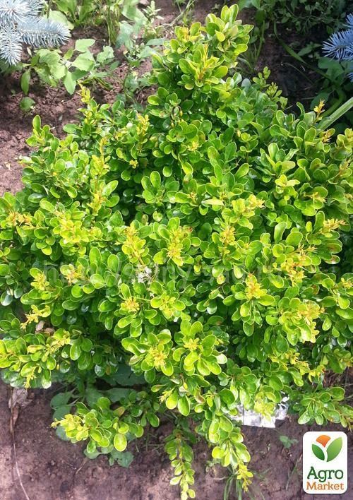 Барбарис Тунберга Kobold (контейнер 1л, висота 8-10 см)