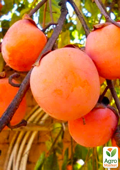 Хурма «Божий дар» (сіянець)