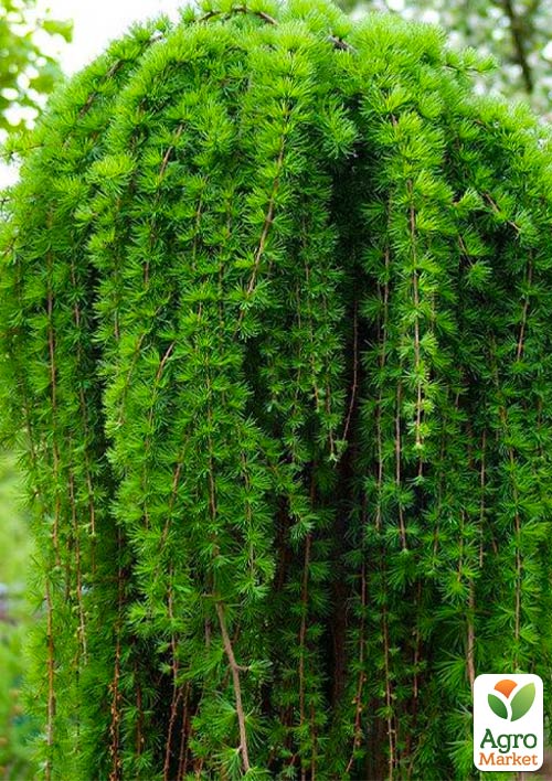 Модрина японська "Стіф Віпер" (Stiff weeper) горщик P9 - фото 4