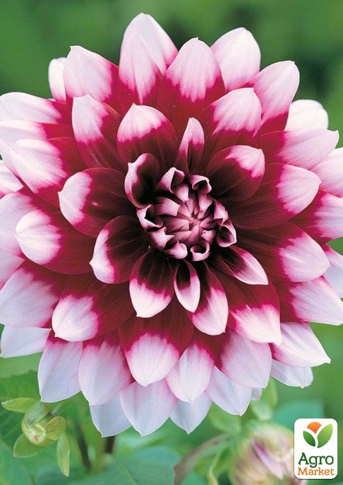 Жоржина "Duet" - фото 3