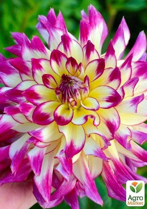 Жоржина "Zoey Rey" - фото 2