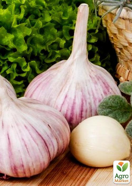 Часник посадковий Гермідор Голландія (Головка) 0.2кг