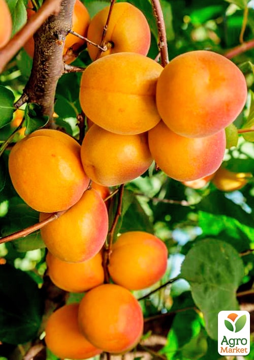 Абрикос "Буревестник" (крупноплодный сорт, ранний срок созревания)