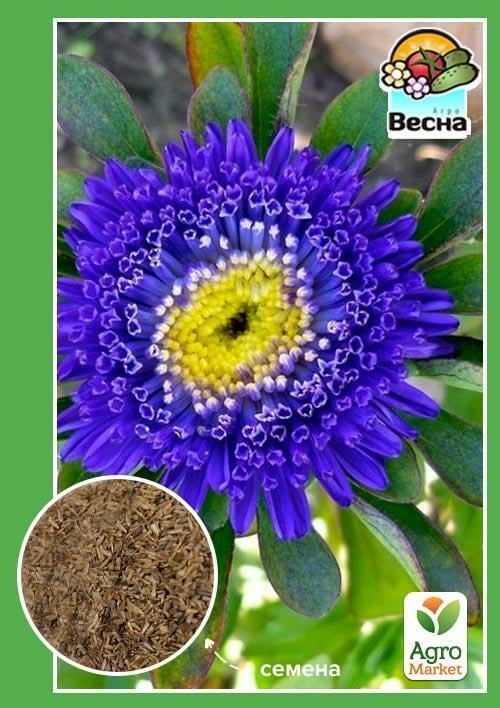 Астра "Северное сияние" ТМ "Весна" 0.2г