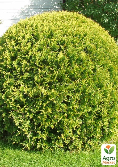 Туя западная "Golden Globe" С3, высота 20-30см - фото 2