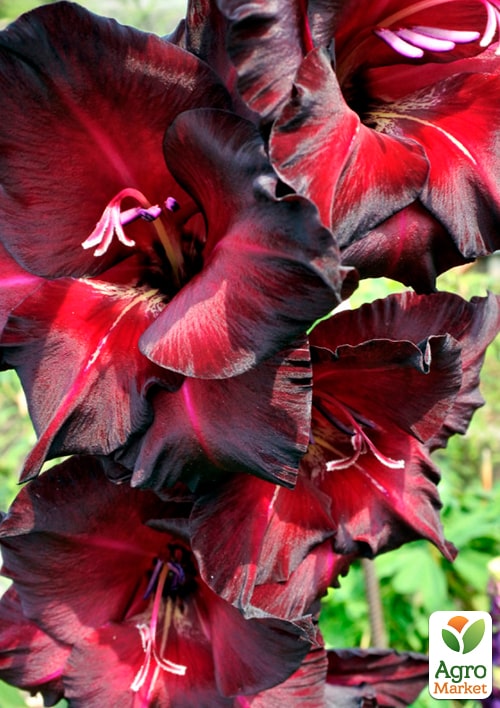 Гладіолус "Black Star" - фото 4