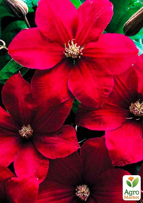 Клематис 3-х летний "Rouge Cardinal" С2 - фото 6
