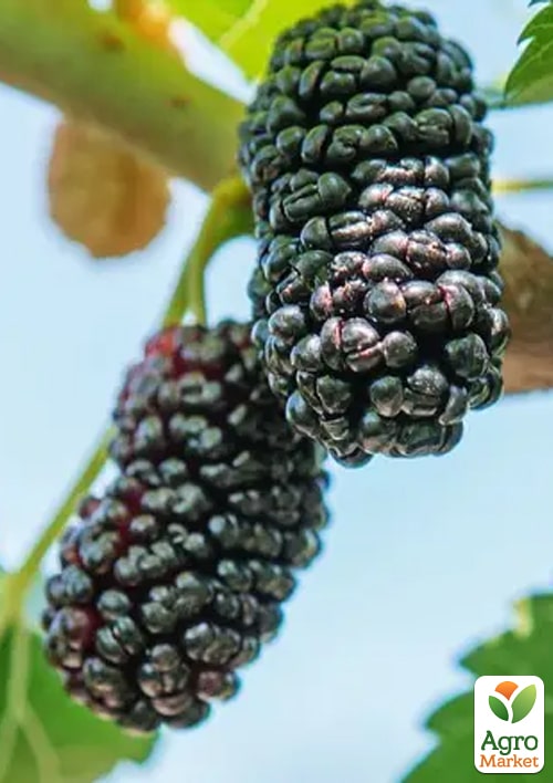 Шелковица "Смуглянка" (летний сорт, ранний срок созревания)