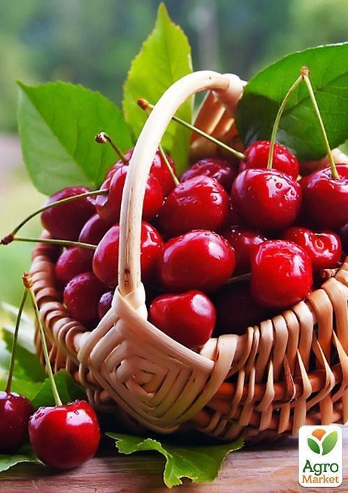 Черешня "Аннушка"