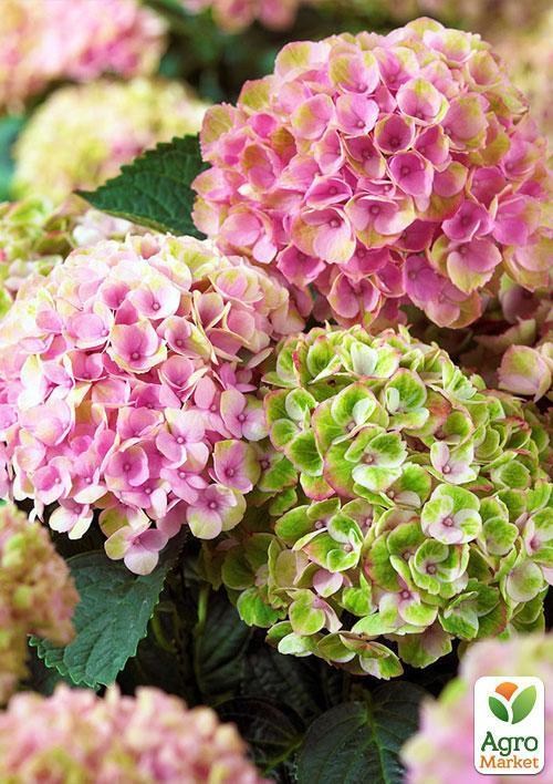 Эксклюзив! Гортензия Magical® `Revolution Pink` - фото 3