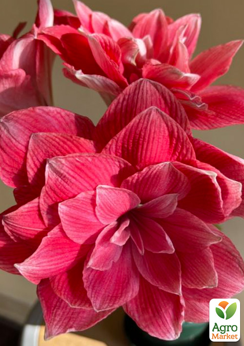 Гіппеаструм махровий "Double Dream" (Амарілліс)