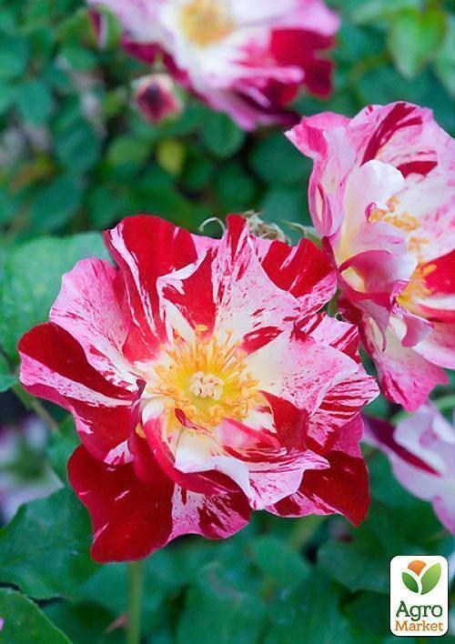 Роза миниатюрная "Старс энд страйпс" (саженец класса АА+) высший сорт