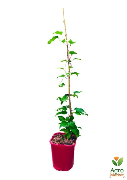 Клематис 2-х летний "My Beauty" С2 - фото 2