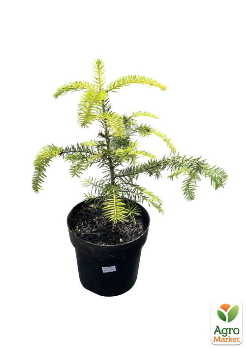 Пихта Испанская 3-х летняя "Abies pinsapo" (высота 25-35см)