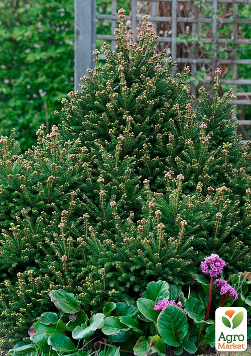 Ель Карликовая "Ohlendorffii" (горшок P9)