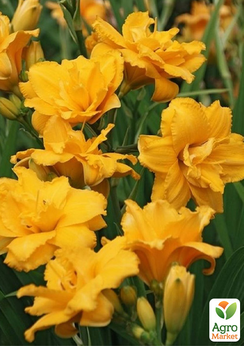 Лілійник "Condilla" 1шт в упаковці - фото 6