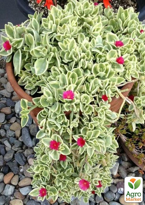 Аптения ампельная "Variegata"